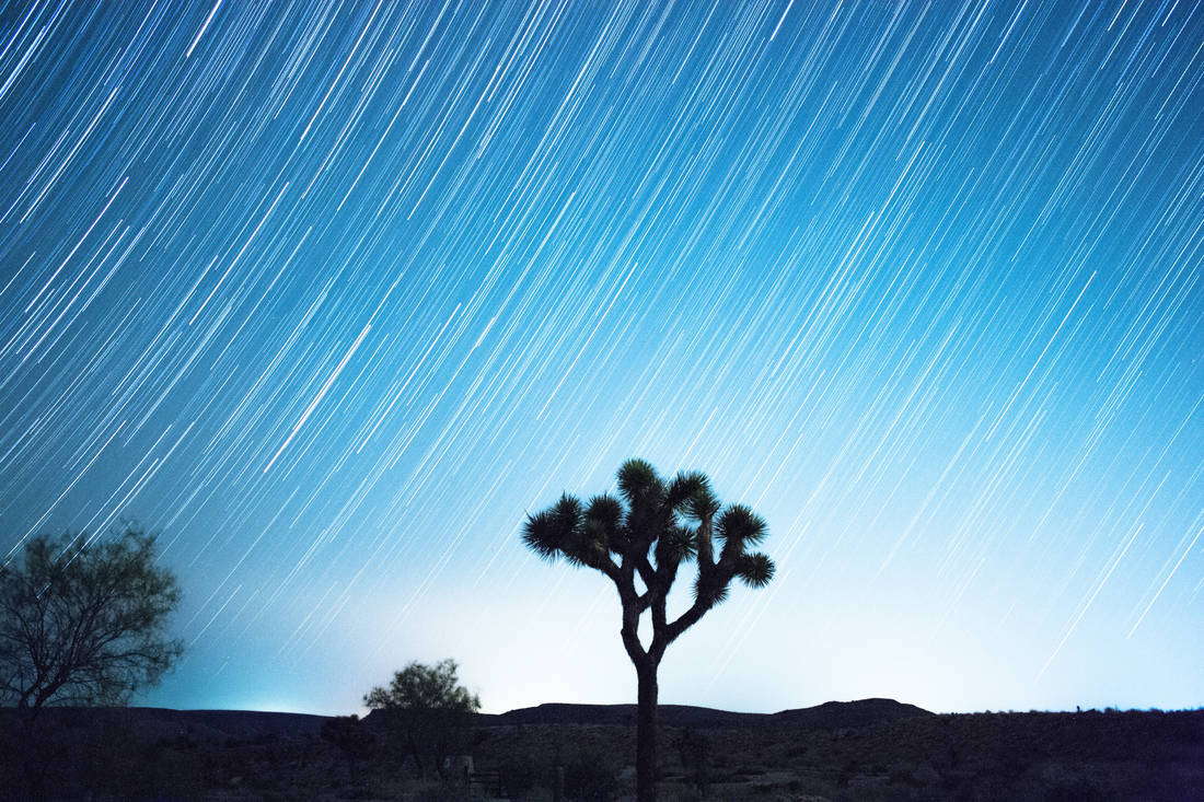 Star trails streaking across a blue night sky above a silhouetted Joshua tree